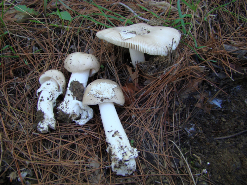 Amanita-argantea-Huijsman-DSC02738