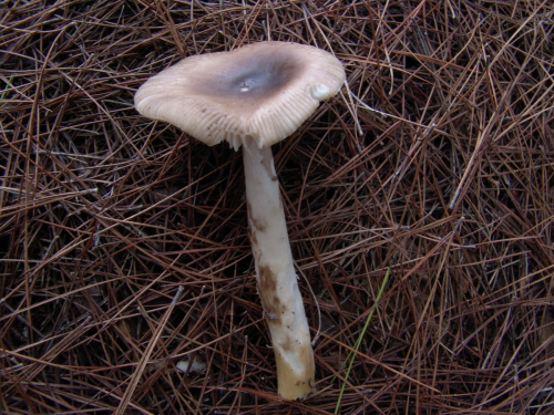 Amanita-argantea-Huijsman-DSC03042