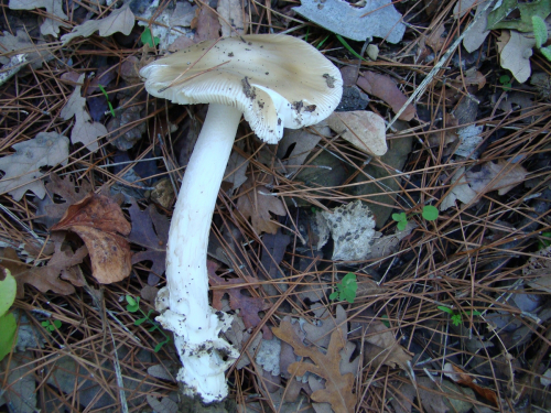 Amanita-argantea-Huijsman-iDSC02725
