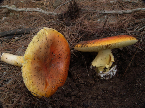 Amanita-caesarea-Scop.-Pers.-DSC02993 (1)