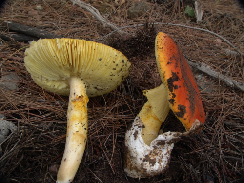Amanita-caesarea-Scop.-Pers.-DSC02995