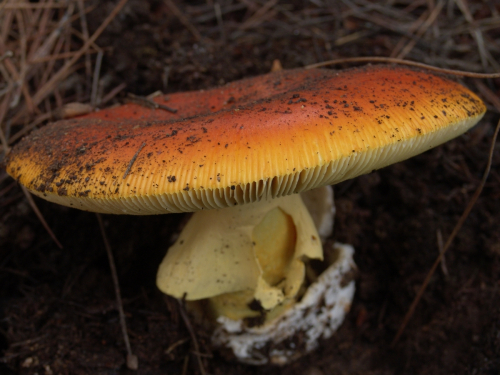 Amanita-caesarea-Scop.-Pers.DSC02994
