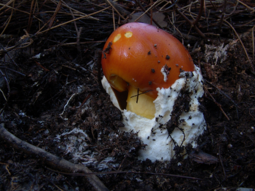 Amanita-caesarea-Scop.-Pers.DSC03217