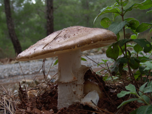 Amanita-excelsa-Fr.-P.-Kumm.-var.-excelsa-DSC03065