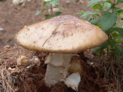 Amanita-excelsa-Fr.-P.-Kumm.-var.-excelsa-DSC03066