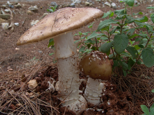 Amanita-excelsa-Fr.-P.-Kumm.-var.-excelsa-DSC03067