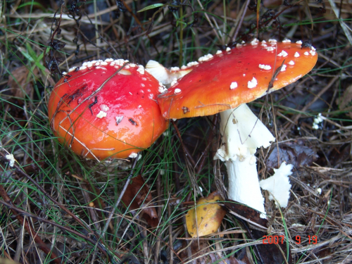 Amanita-muscaria-L.-Lam.-var.-muscaria-DSC04359 (1)