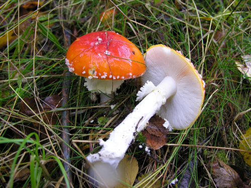 Amanita-muscaria-L.-Lam.-var.-muscaria-DSCN2945