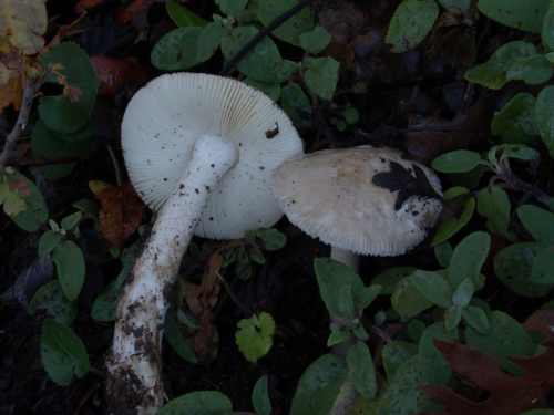 Amanita-nivalis-Grev.-DSC03145