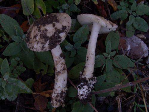 Amanita-nivalis-Grev.-DSC03146