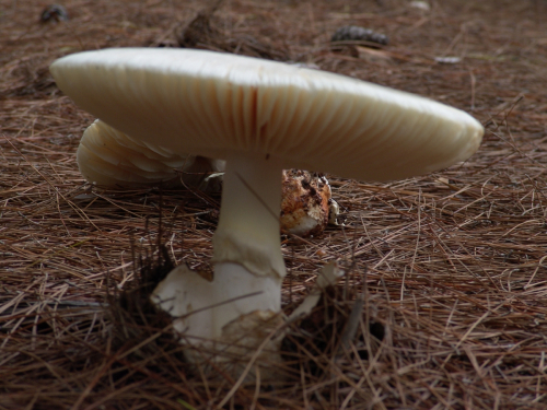 Amanita-ovoidea-Bull.-Link-DSC03068
