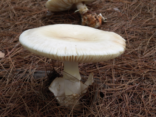 Amanita-ovoidea-Bull.-Link-DSC03069