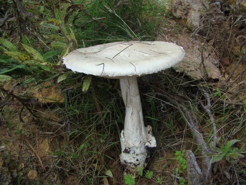 Amanita-ovoidea-Bull.-Link-DSC05518
