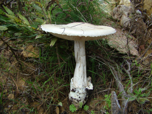Amanita-ovoidea-Bull.-Link-DSC05519