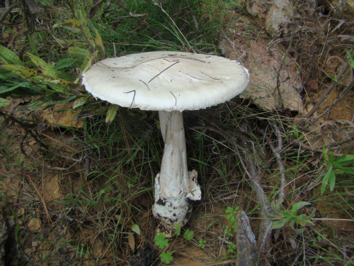 Amanita-ovoidea-Bull.-Link-DSC05520