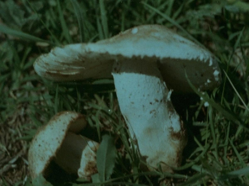 Amanita-ovoidea-Bull.-Link