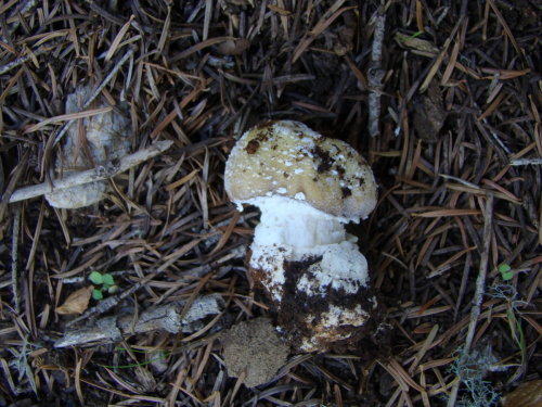 Amanita-pantherina-DC.-Krombh-DSC03592
