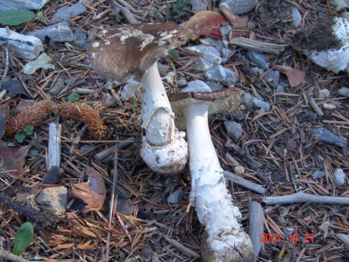 Amanita-pantherina-DC.-Krombh-DSC05014