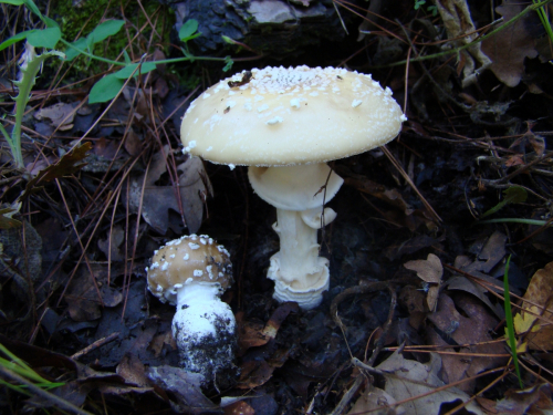 Amanita-pantherina-DC.-Krombh.-DSC02731