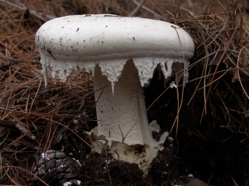 Amanita-strobiliformis-Paulet-ex-Vittad.-Bertill.-DSC03074
