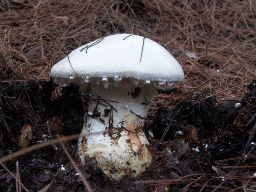Amanita-strobiliformis-Paulet-ex-Vittad.-Bertill.DSC03070