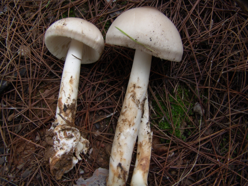 Amanita-vaginata-Bull.-Lam.-DSC03050