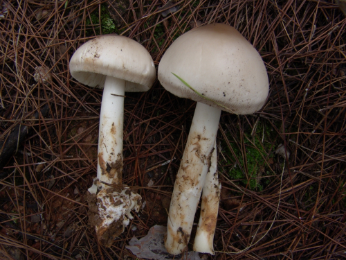 Amanita-vaginata-Bull.-Lam.-DSC03051