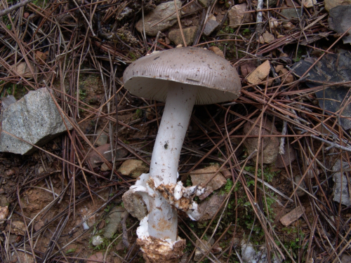 Amanita-vaginata-Bull.-Lam.-DSC03080