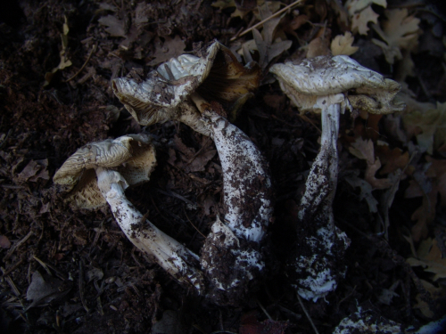 Amanita-verna-Bull.-Lam.-DSC03465
