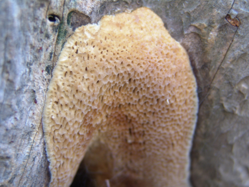 Antrodia-juniperina-Murrill-Niemela-Ryvarden-DSC02148