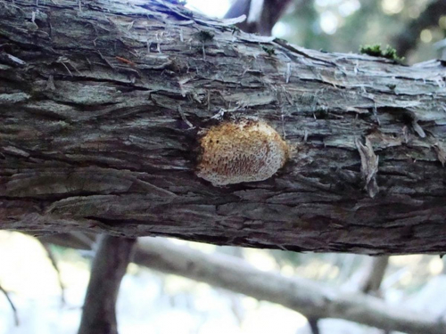 Antrodia-juniperina-Murrill-Niemela-Ryvarden