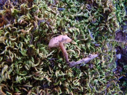 Arrhenia-epichysium-Pers.-Redhead-Lutzoni-Moncalvo-Vilgalys-DSC00280 (1)