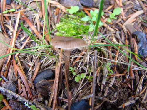 Arrhenia-griseopallida-Desm.-Watling-DSC03302