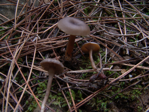 Arrhenia-onisca-Fr.-Redhead-Lutzoni-Moncalvo-Vilgalys-DSC03087