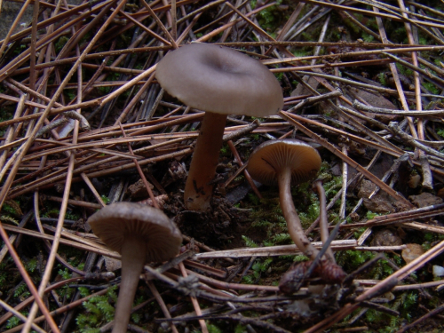Arrhenia-onisca-Fr.-Redhead-Lutzoni-Moncalvo-Vilgalys-DSC03088