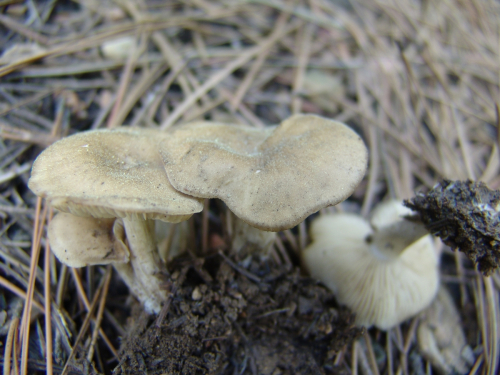 Arrhenia-onisca-Fr.-Redhead-Lutzoni-Moncalvo-Vilgalys