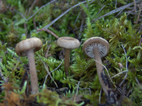 Arrhenia-sphagnicola-Berk.-Redhead-Lutzoni-Moncalvo-Vilgalys-DSC02133