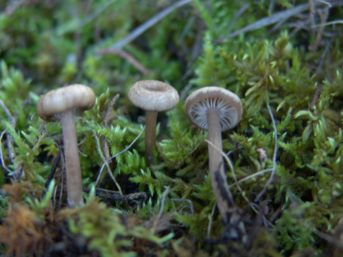 Arrhenia-sphagnicola-Berk.-Redhead-Lutzoni-Moncalvo-Vilgalys-DSC02134