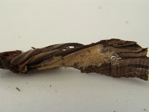 Asterostroma-cervicolor-Berk.-M.A.-Curtis-Massee-DSC02347