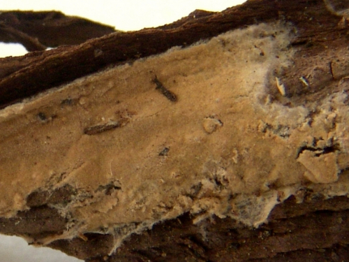 Asterostroma-cervicolor-Berk.-M.A.-Curtis-Massee-DSC02348