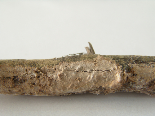 Asterostroma-cervicolor-Berk.-M.A.-Curtis-Massee-DSC02349