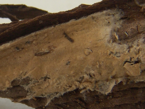 Asterostroma-cervicolor-Berk.-M.A.-Curtis-MasseeDSC02348