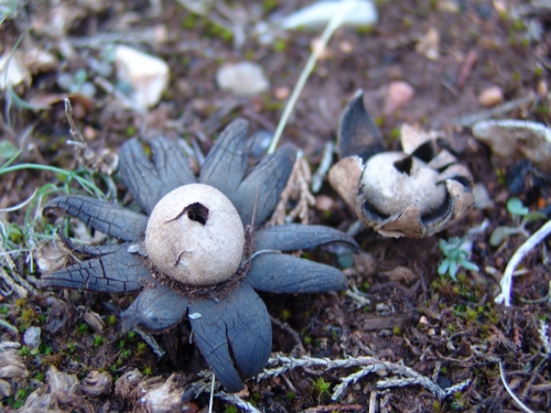 Astraeus-hygrometricus-Pers.-Morgan-DSC02127