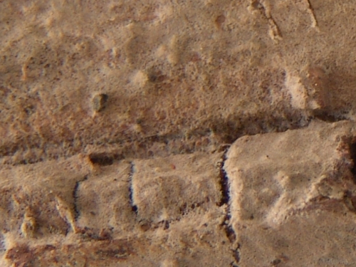 Athelia-decipiens-Hohn.-Litsch.-J.-Erikss.-DSC02359