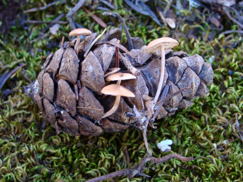 Baeospora-myosura-Fr.-Singer-DSC00272