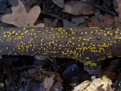 Bisporella-citrina-Batsch-Korf-S.E.-Carp.-DSC03166
