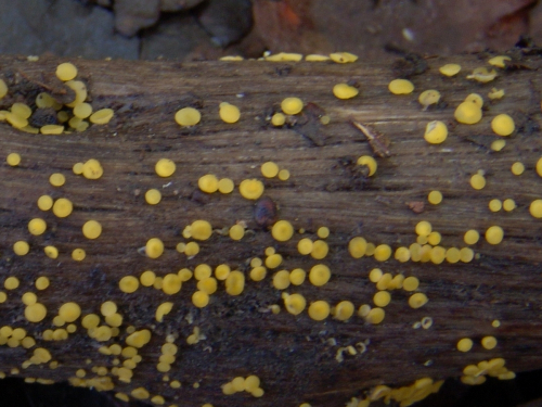 Bisporella-citrina-Batsch-Korf-S.E.-Carp.-DSC03167
