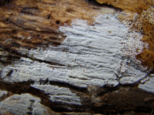 Boidinia-furfuracea-Bres.-Stalpers-Hjortstam-DSC01515