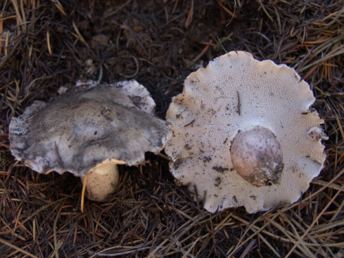 Boletopsis-leucomelaena-Pers.-Fayod-DSC02045