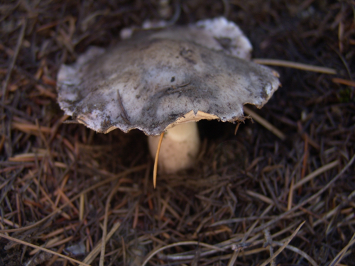 Boletopsis-leucomelaena-Pers.-Fayod-DSC02046